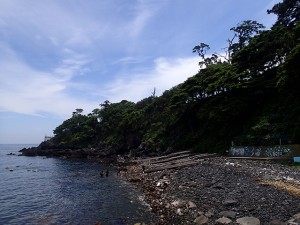 エコダイバープロジェクト 紹介する生き物は珍しい生き物に偏っていませんか？