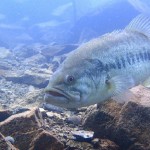 林先生と潜る in 本栖湖 2014 開催のお知らせ