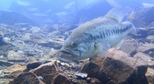 林先生と潜る in 本栖湖 2014 開催のお知らせ