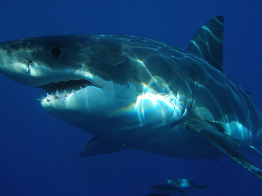 great-white-shark-398276_1280