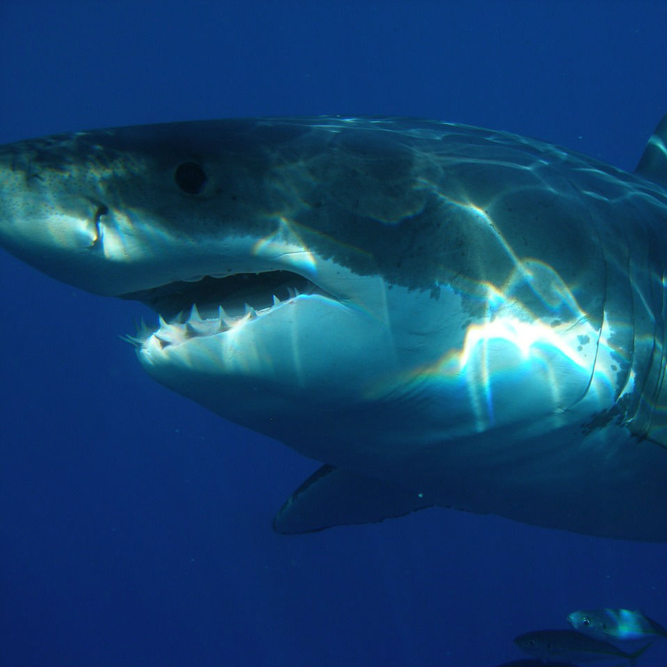 JCUEフォーラム2016『ホホジロザメの目は黒じゃなくて、青いんだ』参加レポート