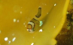 JCUE恒例イベント『林先生と潜る』今年は川奈で開催