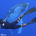 ~クジラ、イルカ、タイガーシャークetc.大型海獣の魅力と撮影秘話~