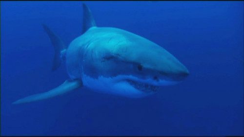 【会員限定動画】「ホホジロザメの目は黒じゃなくて青いんだ」