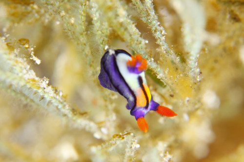 【開催報告】『貝殻をなくした巻き貝ウミウシの、なるほど！な生き残り戦略』 中野 理枝さん