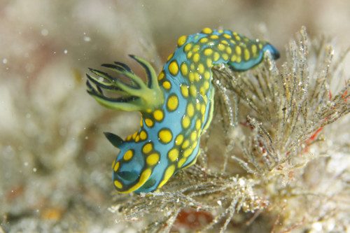 『貝殻をなくした巻き貝ウミウシの、なるほど!な生き残り戦略』 中野 理枝【JCUEセミナー】