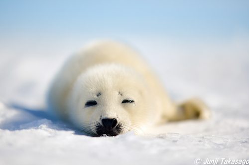 【JCUEフォーラム】高砂 淳二トークショー「Planet of Water」 ～”水の惑星”に暮らす人と生き物～