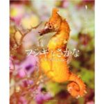 【JCUEの本棚】山内まゆさん『フシギなさかな ヒメタツのひみつ』著者 : 尾崎たまき