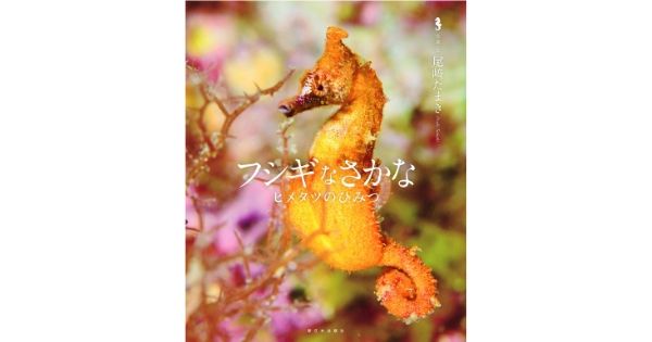 【JCUEの本棚】山内まゆさん『フシギなさかな ヒメタツのひみつ』著者 : 尾崎たまき