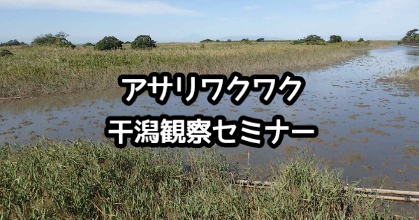 JCUEアンダーウォーターインタープリター主催 「アサリワクワク干潟観察セミナー」