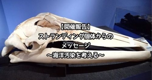 【開催報告】ストランディング個体からのメッセージ ~海洋汚染を考える~