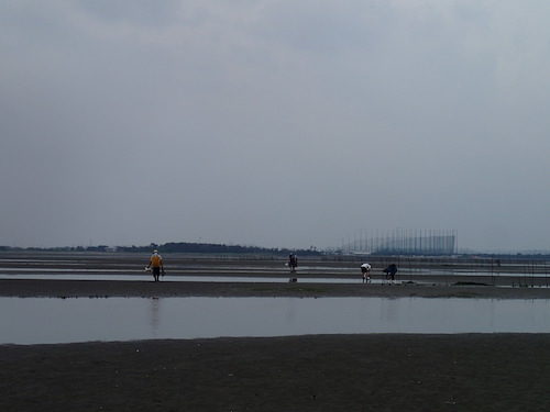 【JCUEオンライン】東京湾保全生態学  ～東京湾での生物の生き残りと江戸前生物多様性の回復～
