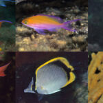 【JCUEオンライン】海の『温暖化』と『酸性化』のゆくえ