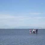 「簀立(すだて)観察セミナー」東京湾には生き物がいっぱい(中止)