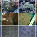 【JCUEオンライン】 第2回 サンゴの基礎から保全そして脱炭素社会に向けて