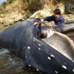 【JCUE オンライン 】『海の覇者“クジラ”に学ぶ』東京海洋大学 助教 海洋科学博士 中村玄氏