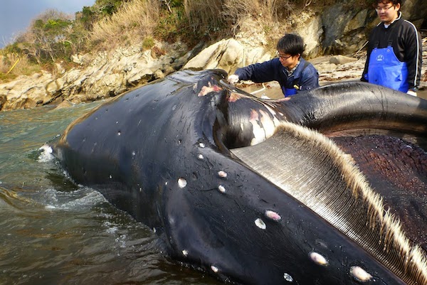 【JCUE オンライン 】『海の覇者“クジラ”に学ぶ』東京海洋大学 助教 海洋科学博士 中村玄氏