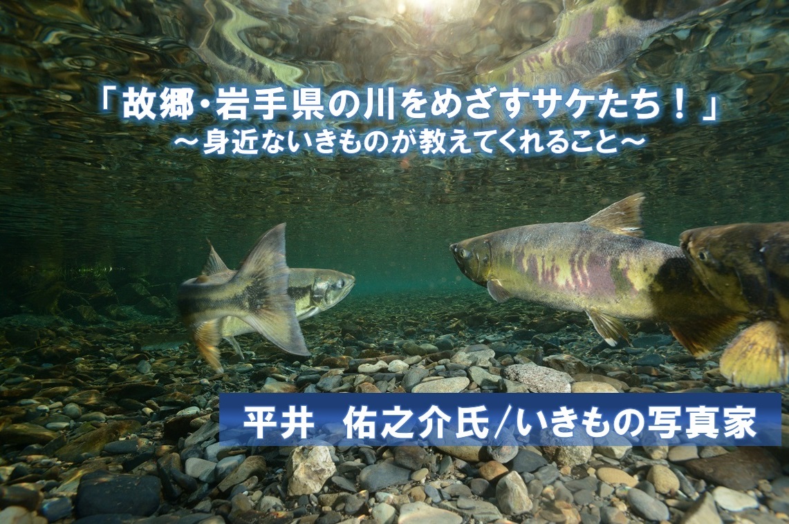 【JCUEセミナー】 「故郷・岩手県の川をめざすサケたち！」 ～身近ないきものが教えてくれること～ 平井 佑之介氏/いきもの写真家