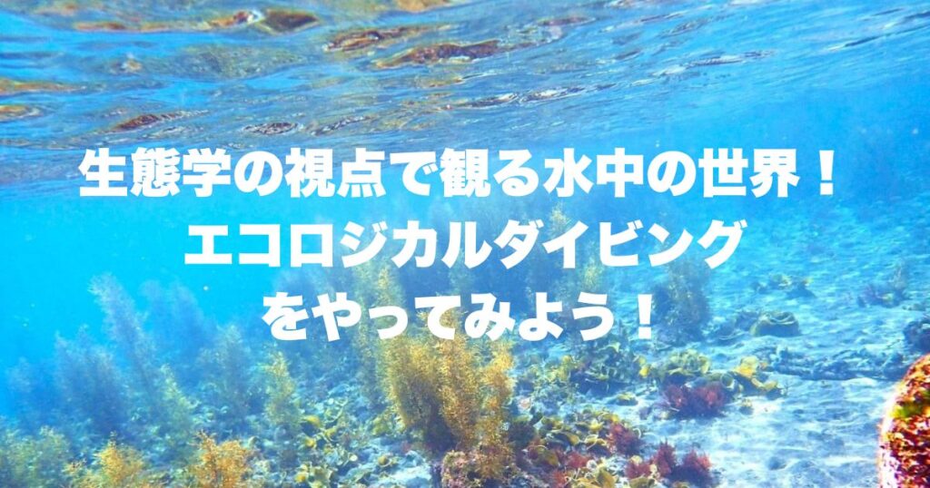 生態学の視点で観る水中の世界！エコロジカルダイビングをやってみよう！  ～アンダーウォーターインタープリテーションの第一歩～