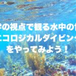 生態学の視点で観る水中の世界！エコロジカルダイビングをやってみよう！  ～アンダーウォーターインタープリテーションの第一歩～