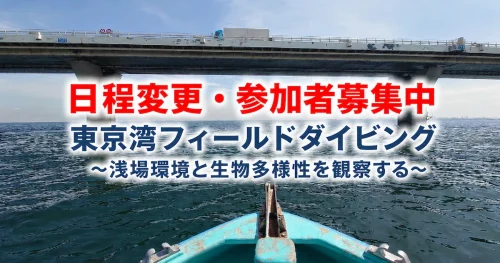 【日程変更：参加者募集】東京湾フィールドダイビング　～浅場環境と生物多様性を観察する～